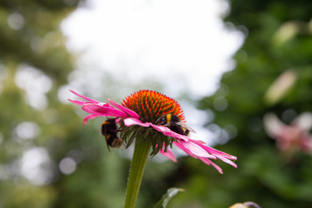 Bumblebees on the Echinacea flowerの写真素材