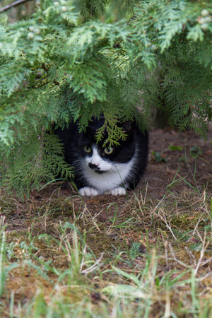 Black and white cat hiding under a branch of a treeの写真素材