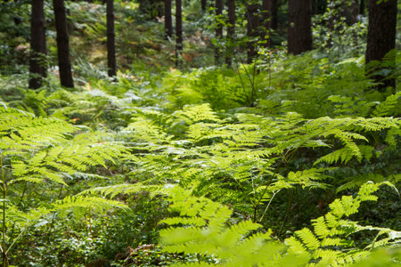 Fern growing in a pine forest in the summerの写真素材