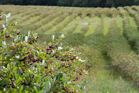 Aronia (chokeberries) growing in a field - in the summer timeの写真素材