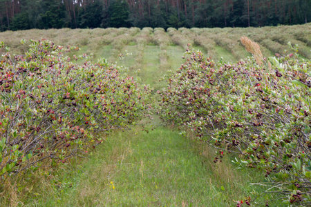 Aronia (chokeberries) growing in a field - in the summer timeの写真素材