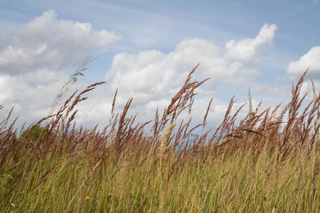 Dry grass in a field against a blue sky with white clouds