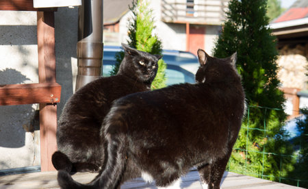 Two angry cats during a fight in a yardの写真素材