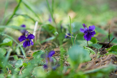 Viola odorata, commonly known as wood violet or wood violet