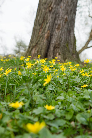 Spring meadow with yellow buttercups in front of a treeの写真素材