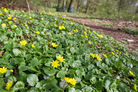 caltha palustris or marsh marigold flowers in the forestの写真素材