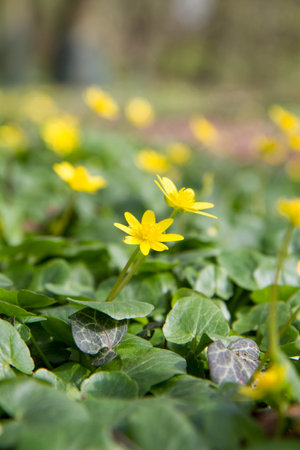 Caltha palustrisの写真素材