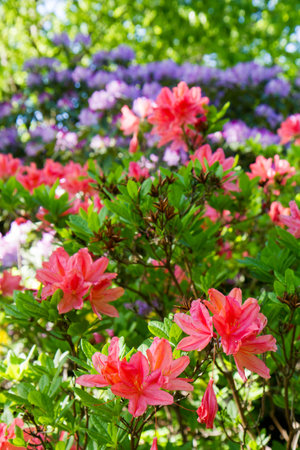 Azaleas shrubs blooming in a garden in springの写真素材