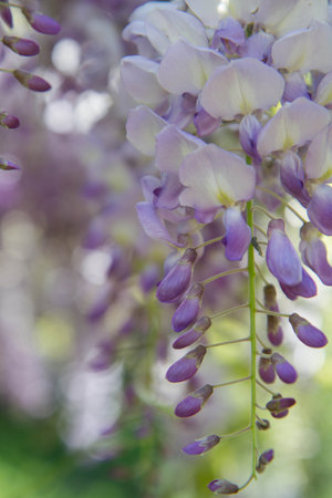 The Chinese wisteria (Wisteria sinensis) blooming in springの写真素材