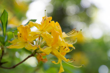 Azaleas shrubs blooming in a garden in springの写真素材