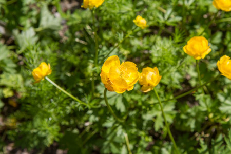 The globeflower (Trollius europaeus) plant blooming