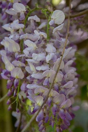 Wisteria flowers in bloom, close-up, selective focusの写真素材