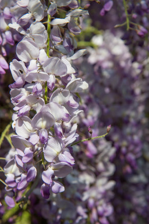 Purple wisteria flowers blooming in a garden in springの写真素材