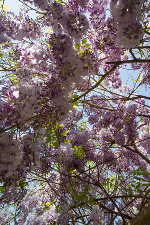 Purple wisteria flowers in full bloom on a sunny dayの写真素材