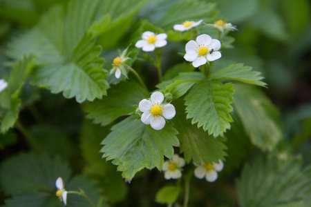 strawberry flowers in the garden with green leaves and white flowersの写真素材