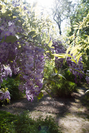 Wisteria flowers in bloom in a garden in springtime.の写真素材