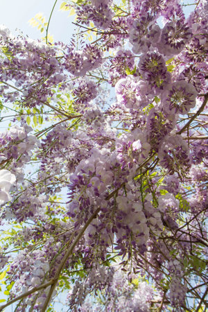 Purple wisteria flowers blooming in the garden in springの写真素材