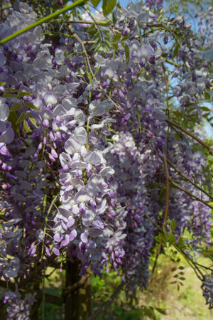 Wisteria blooming in the garden on a sunny day.の写真素材