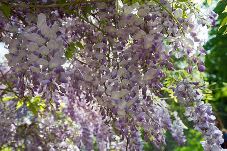 Wisteria flowers in full bloom in a garden in spring.の写真素材