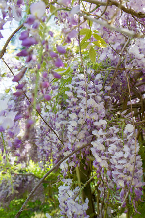 Wisteria flowers in full bloom in the garden. Selective focus.の写真素材