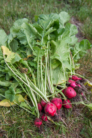 The radishes (Raphanus sativus), just harvested in a gardenの写真素材