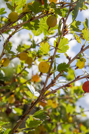 The gooseberry shrub with Red berries getting ripe in the sunの写真素材