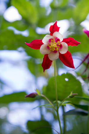 The columbine (Aquilegia) plant blooming seen upwardsの写真素材