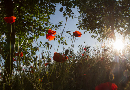 Poppy flowers blooming, seen at sunsetの写真素材