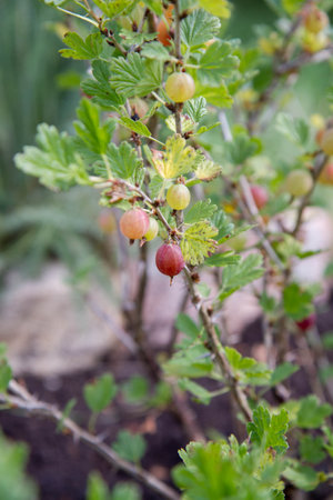 Gooseberry (Ribes rubrum) in the gardenの写真素材