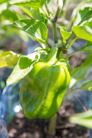 Green Bell pepper growing in a garden in pots made of plastic water bottlesの写真素材