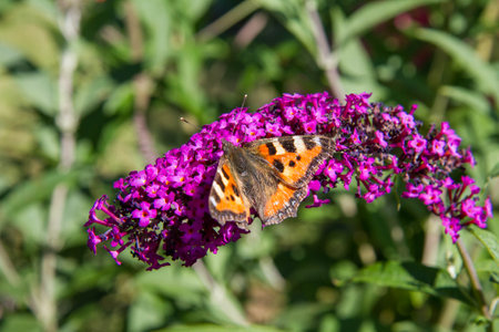 Aglais urticae butterfly on purple Buddleja davidii in garden