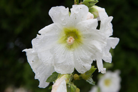 The Hollyhocks (Alcea) plant blooming in a garden in the summerの写真素材