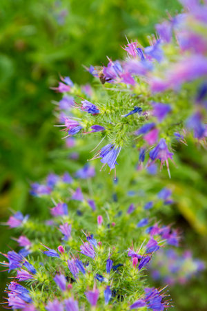 The viper's bugloss (Echium vulgare) plant blooming in summer