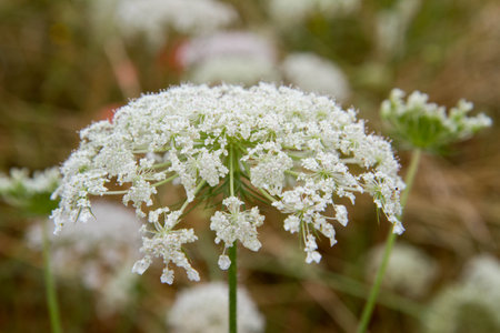 Wild carrot plant blooming in the summerの写真素材