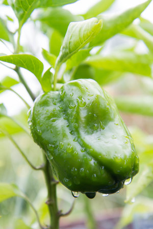 Bell pepper growing in a garden, covered with raindropsの写真素材