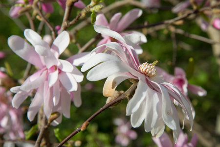 Magnolia blooming in the springの写真素材