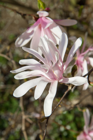 Magnolia blooming in the springの写真素材