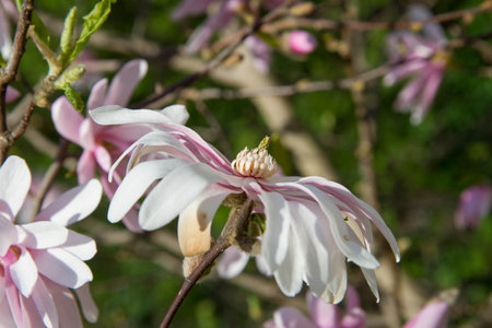 Magnolia blooming in the springの写真素材