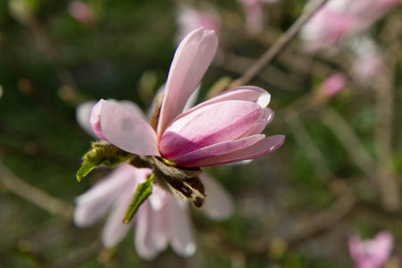Magnolia blooming in the springの写真素材