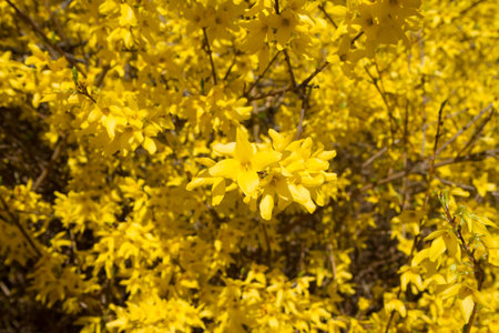 Forsythia plant blooming on a sunny day in springの写真素材