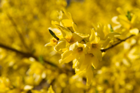 Forsythia plant blooming on a sunny day in springの写真素材