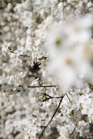 Myrobalan plum tree blooming in early spring with white flowersの写真素材