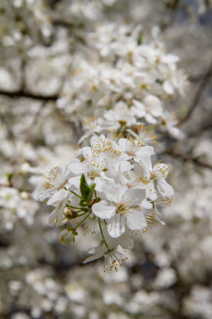 Myrobalan plum tree blooming in early spring with white flowersの写真素材