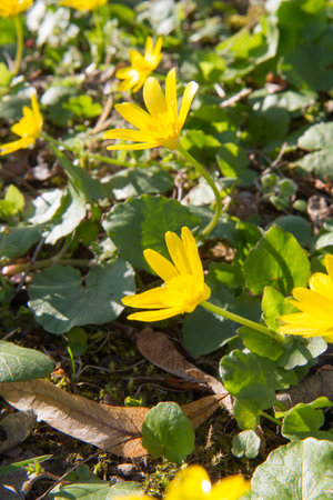 The lesser celandine or fig buttercup (Ficaria verna) blooming on a sunny day in early springの写真素材