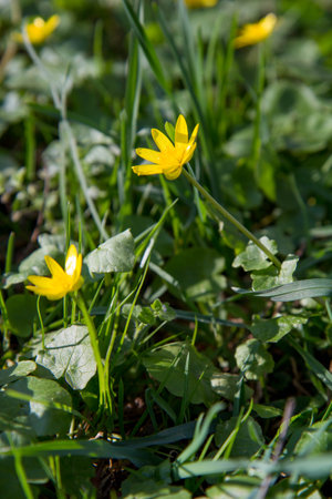 The lesser celandine or fig buttercup (Ficaria verna) blooming on a sunny day in early springの写真素材