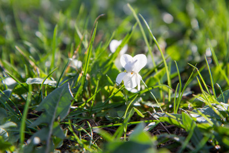 Sweet violet (Viola odorata) blooming on a sunny day in early springの写真素材