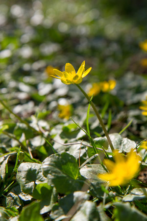 The lesser celandine or fig buttercup (Ficaria verna) blooming on a sunny day in early springの写真素材