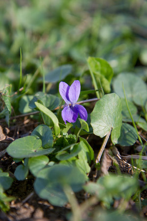 Sweet violet (Viola odorata) blooming on a sunny day in early springの写真素材