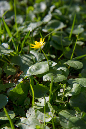 The lesser celandine or fig buttercup (Ficaria verna) blooming on a sunny day in early springの写真素材