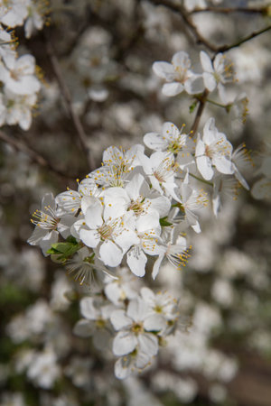 Myrobalan plum tree blooming in early spring with white flowersの写真素材